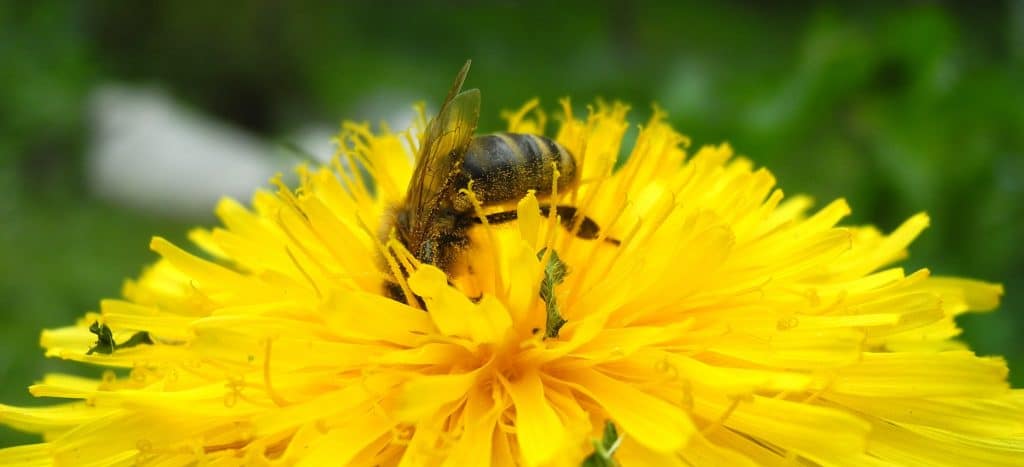 Wildkraeuter Wanderung Biene auf Loewenzahn